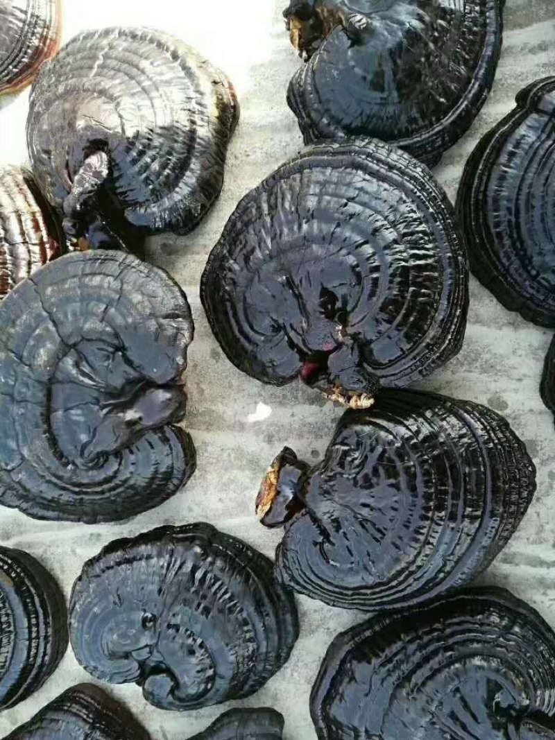 批发出售灵芝片