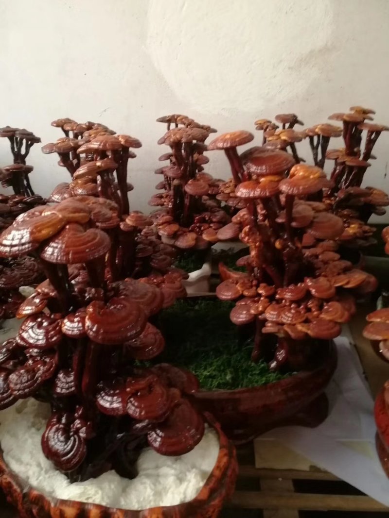 批发出售灵芝片