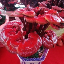 批发出售灵芝片