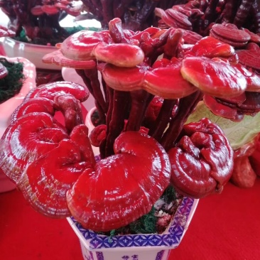批发出售灵芝片