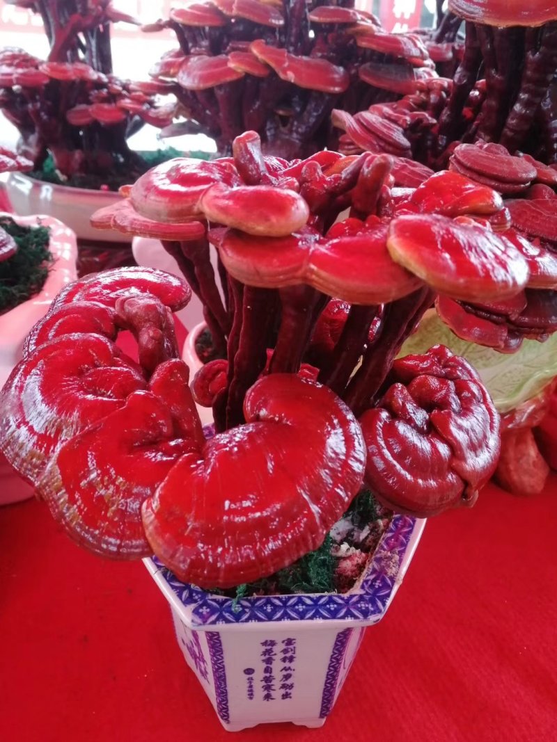 批发出售灵芝片
