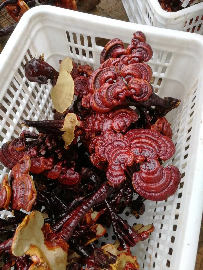 批发出售灵芝片