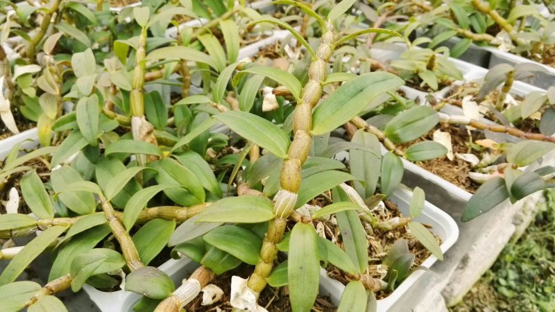 铁皮石斛鲜条大量供应量大从优诚信合作欢迎来电