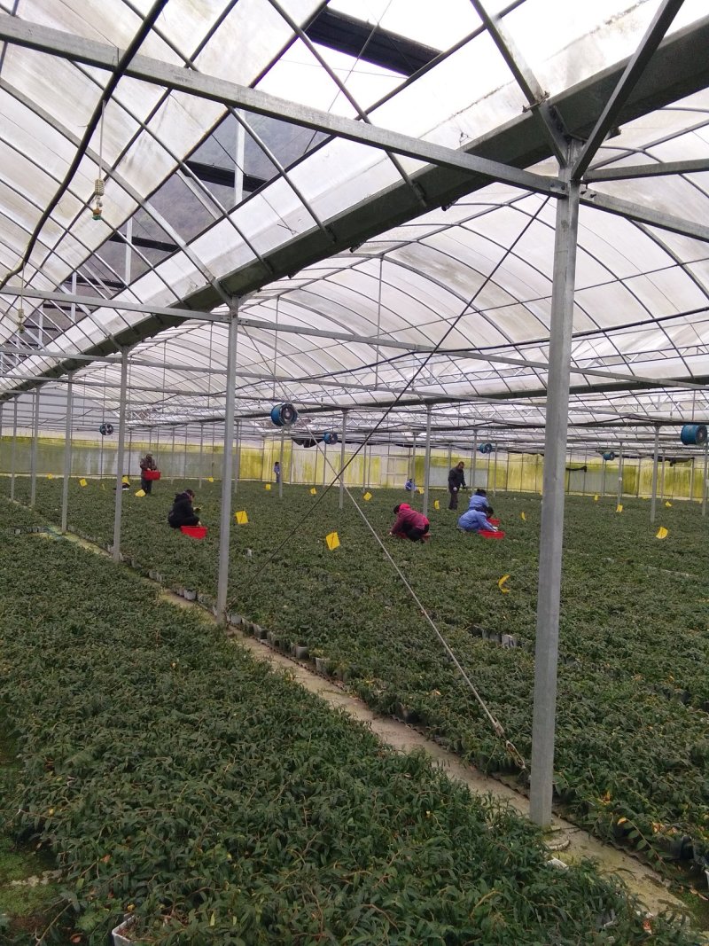 铁皮石斛鲜条大量供应量大从优诚信合作欢迎来电
