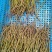 铁皮石斛鲜条大量供应量大从优诚信合作欢迎来电