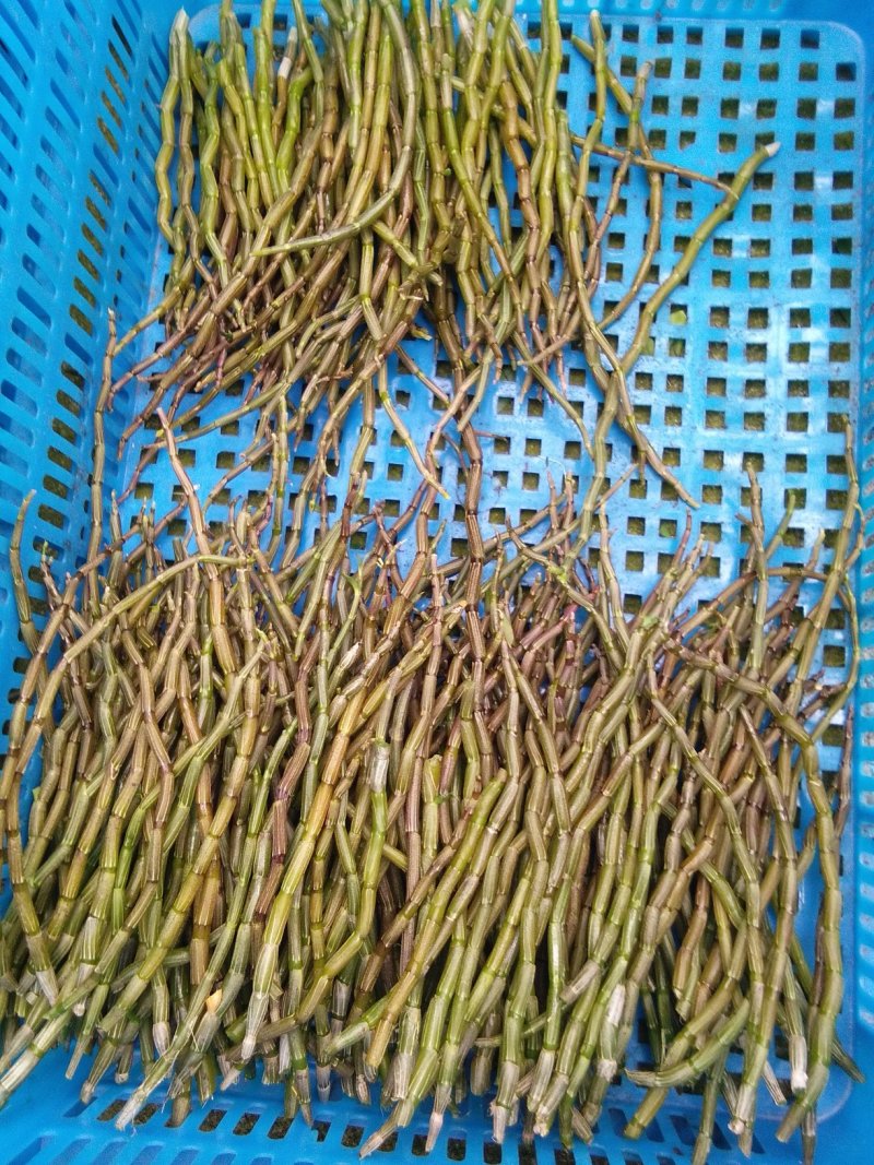 铁皮石斛鲜条大量供应量大从优诚信合作欢迎来电