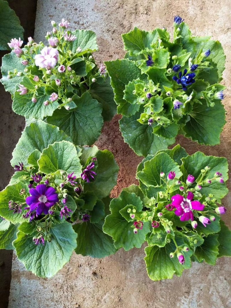 瓜叶菊