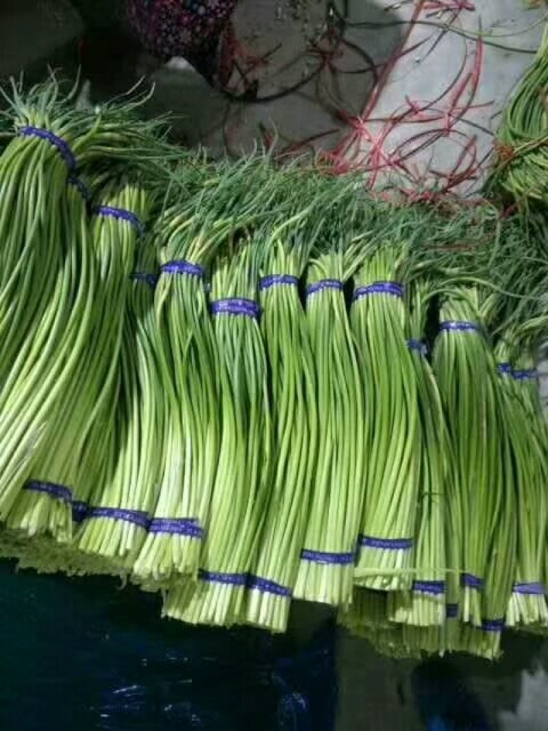 产地直供蒜苔精品40~60cm。产地直销，量大质优