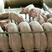 仔猪苗猪小猪仔常年供应，四川猪苗品种齐全，全国发货