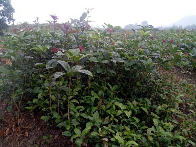 金桂苗金桂树苗金桂花树苗