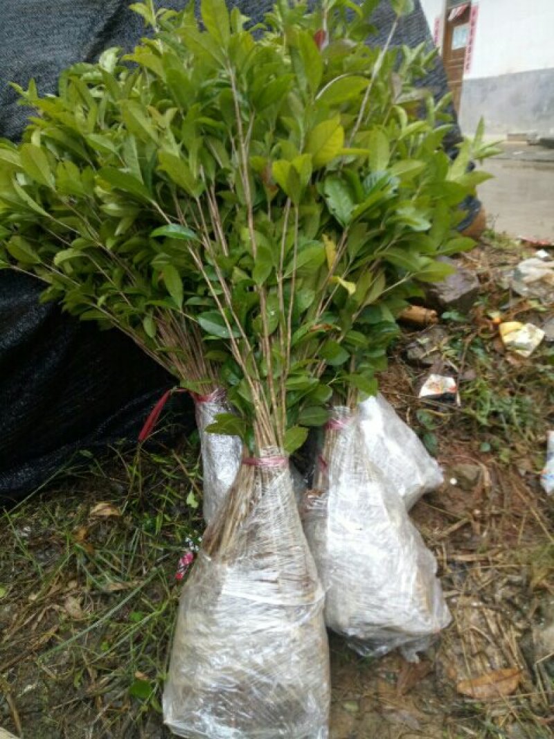 金桂苗金桂树苗金桂花树苗