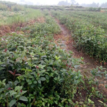 金桂苗金桂树苗金桂花树苗