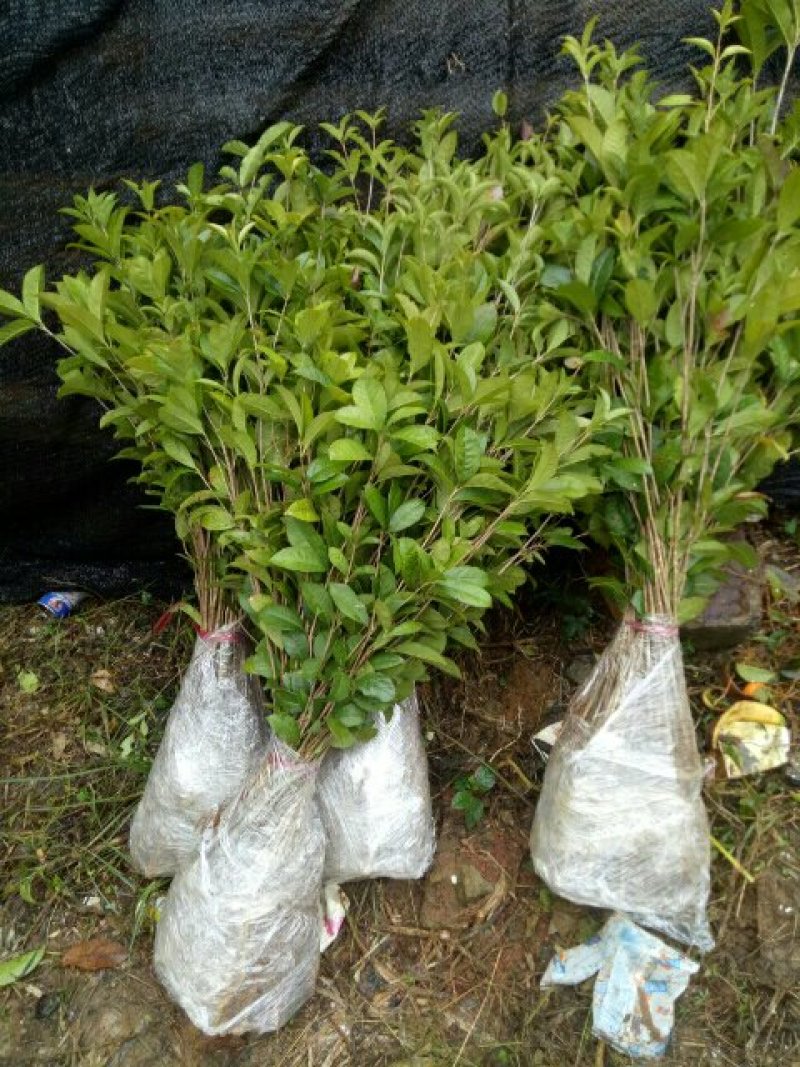 金桂苗金桂树苗金桂花树苗