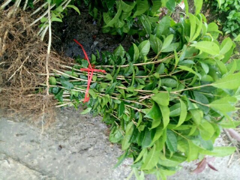 金桂苗金桂树苗金桂花树苗