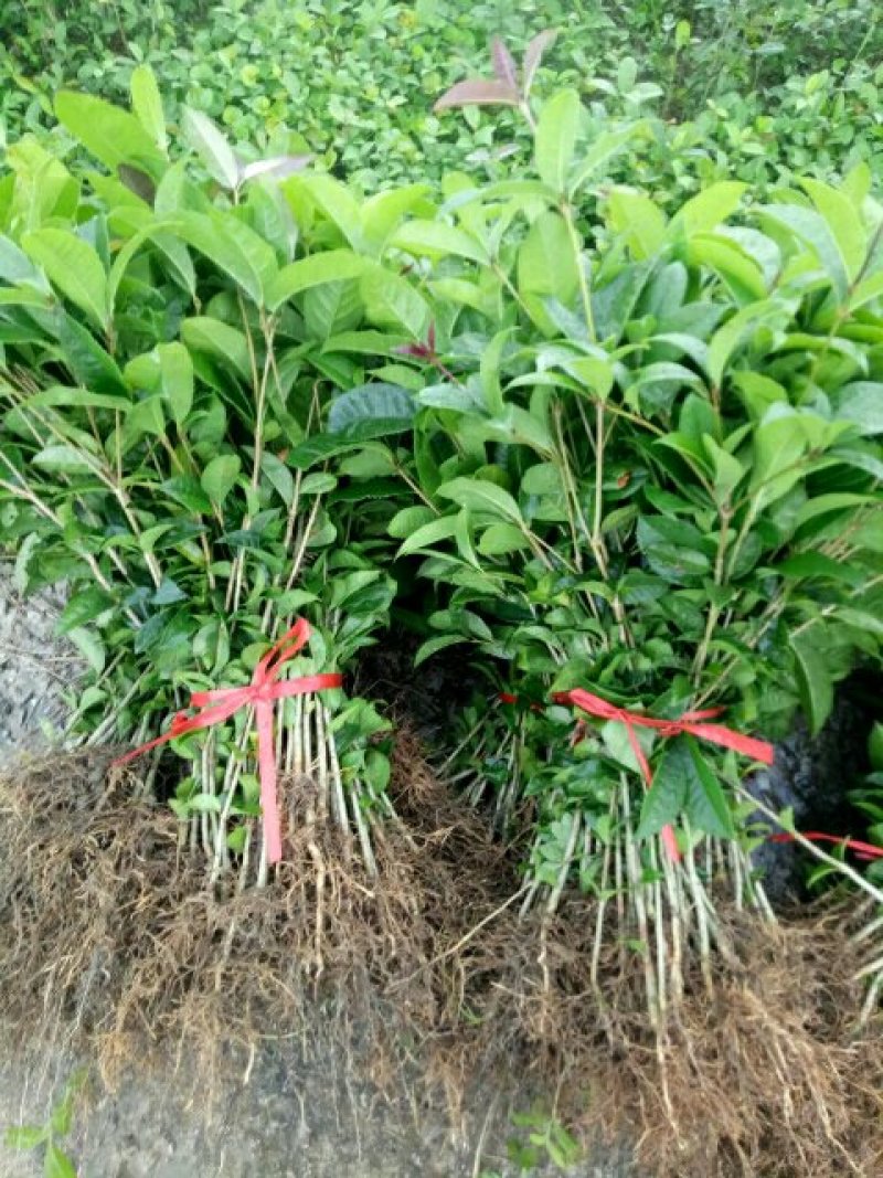 金桂苗金桂树苗金桂花树苗
