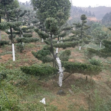 罗汉松