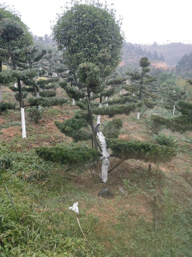 罗汉松