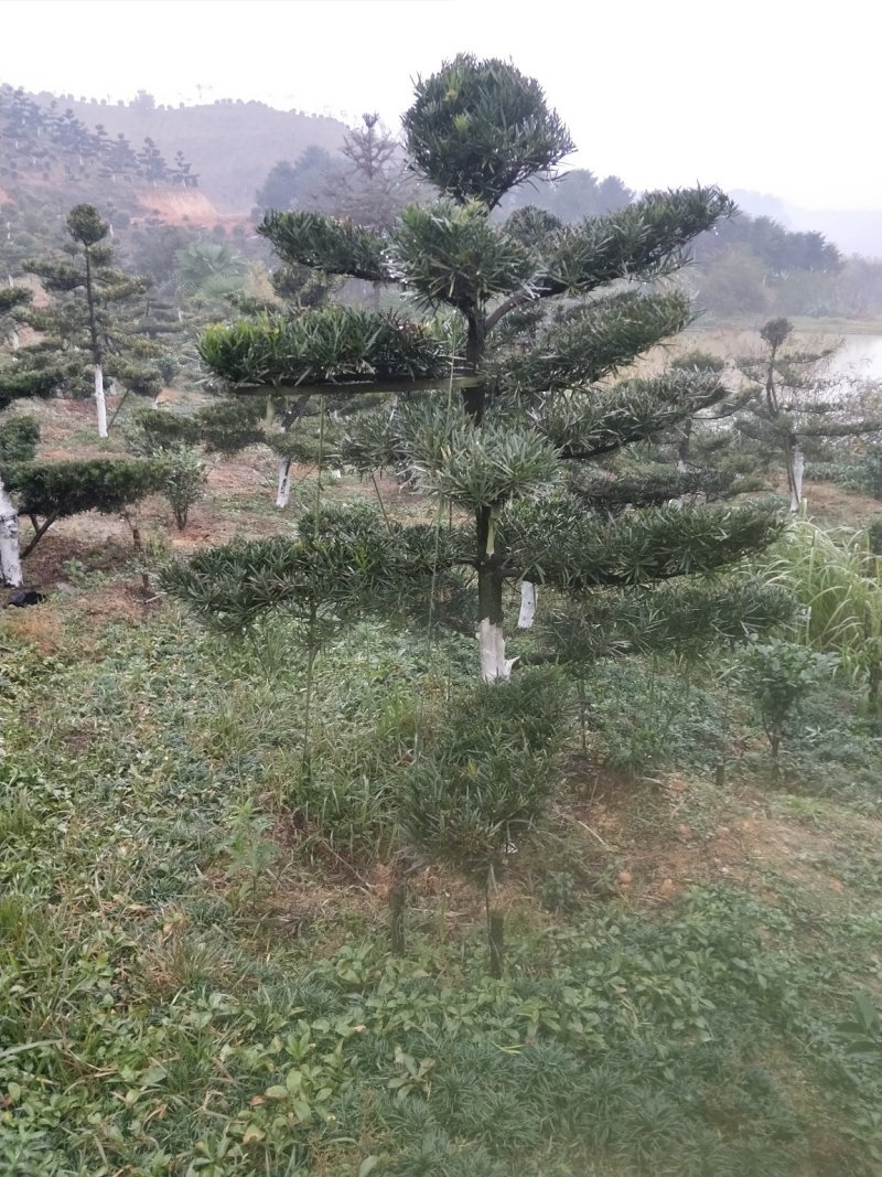 罗汉松