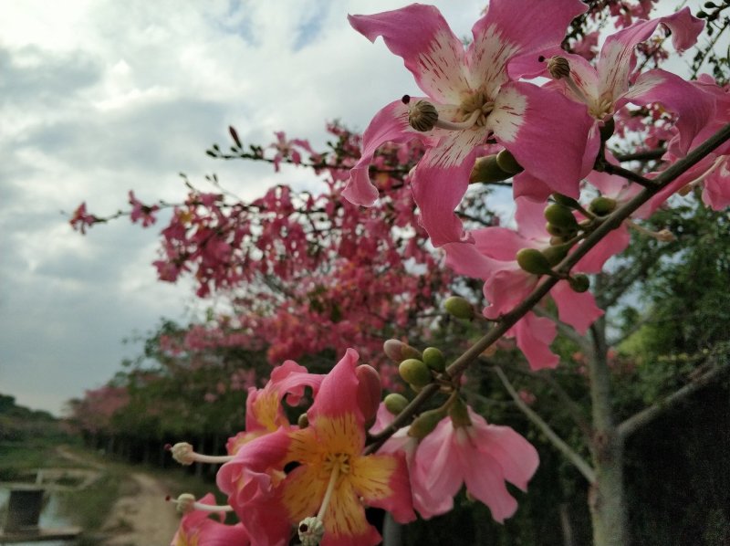 大腹木棉