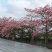 大腹木棉
