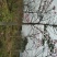 大腹木棉