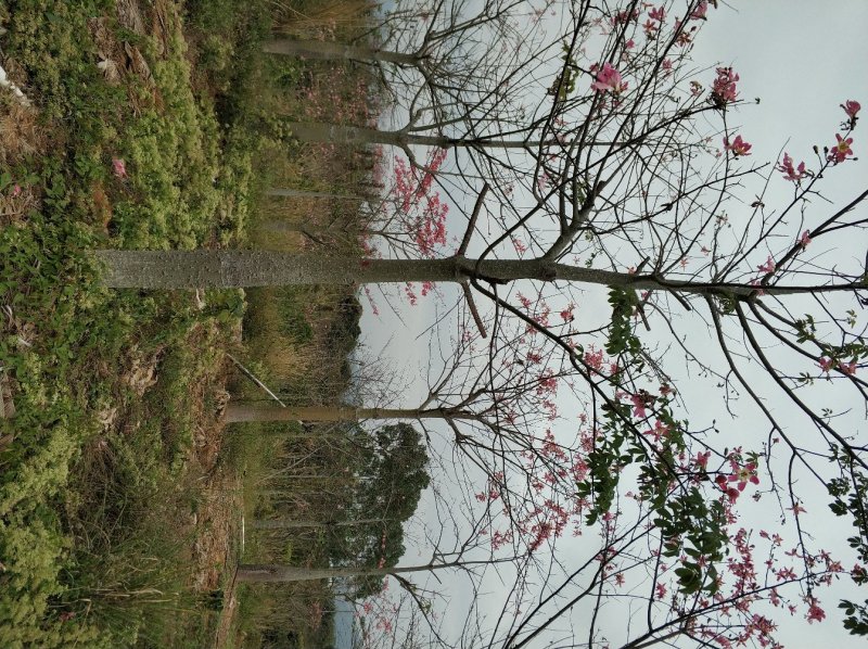 大腹木棉