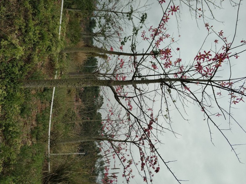 大腹木棉
