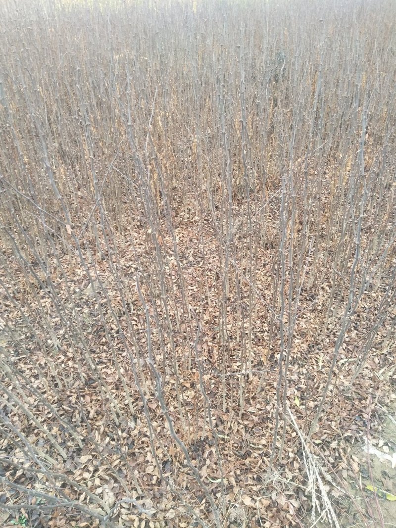 花椒苗，你栽树我常年回收花椒