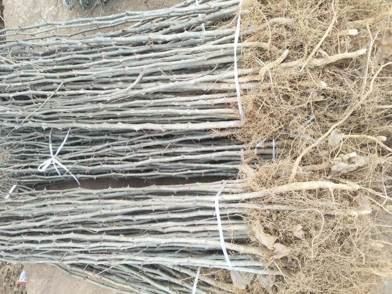 花椒苗，你栽树我常年回收花椒