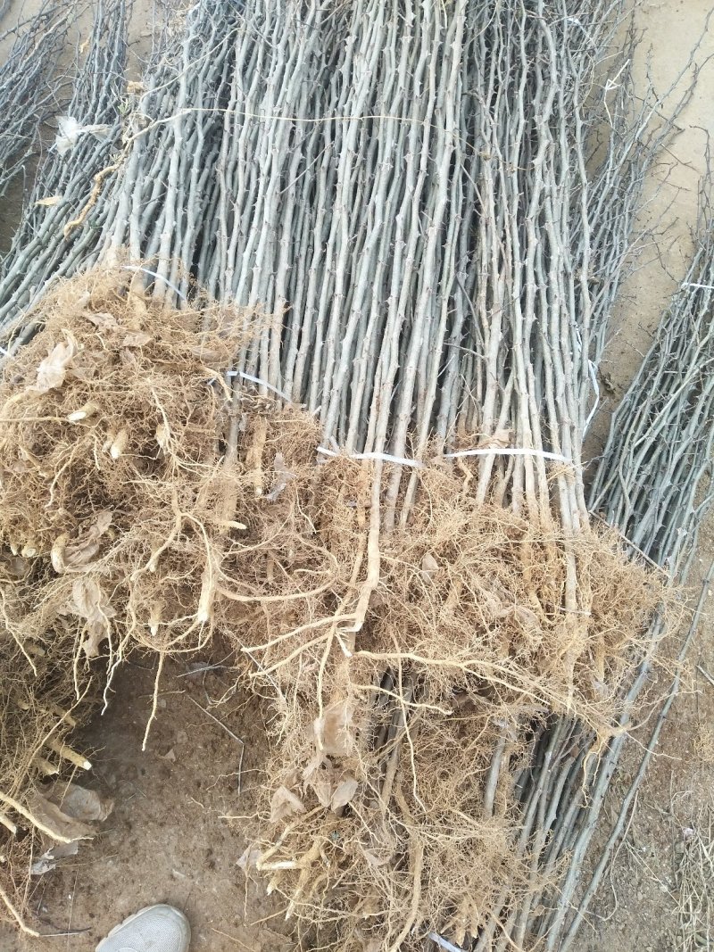 花椒苗，你栽树我常年回收花椒