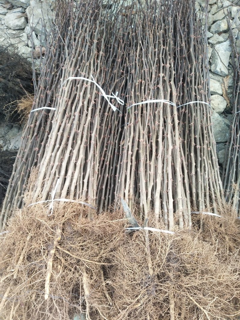 花椒苗，你栽树我常年回收花椒