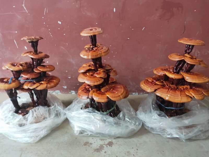 高端工艺品摆件(灵芝盆景)爆款活体灵芝盆景灵芝花生长快