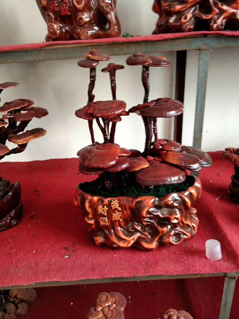 高端工艺品摆件(灵芝盆景)爆款活体灵芝盆景灵芝花生长快