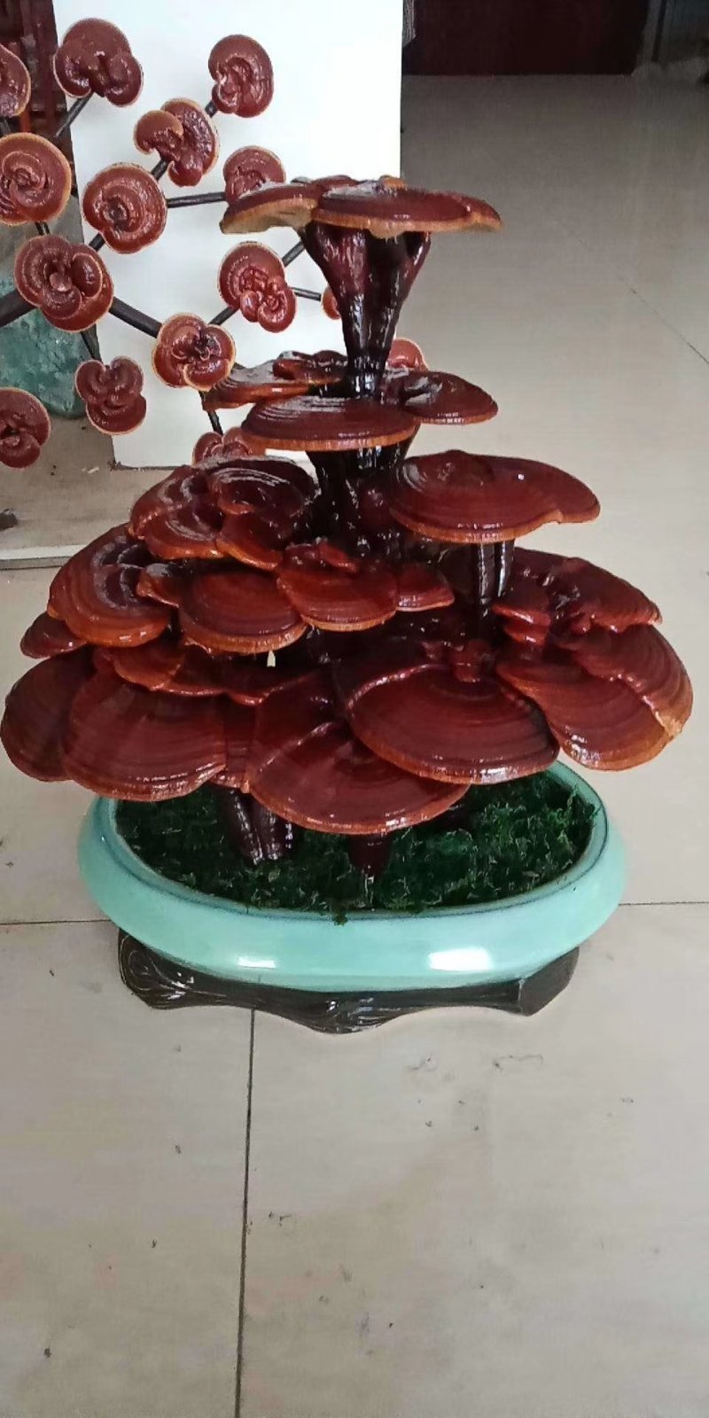 高端工艺品摆件(灵芝盆景)爆款活体灵芝盆景灵芝花生长快
