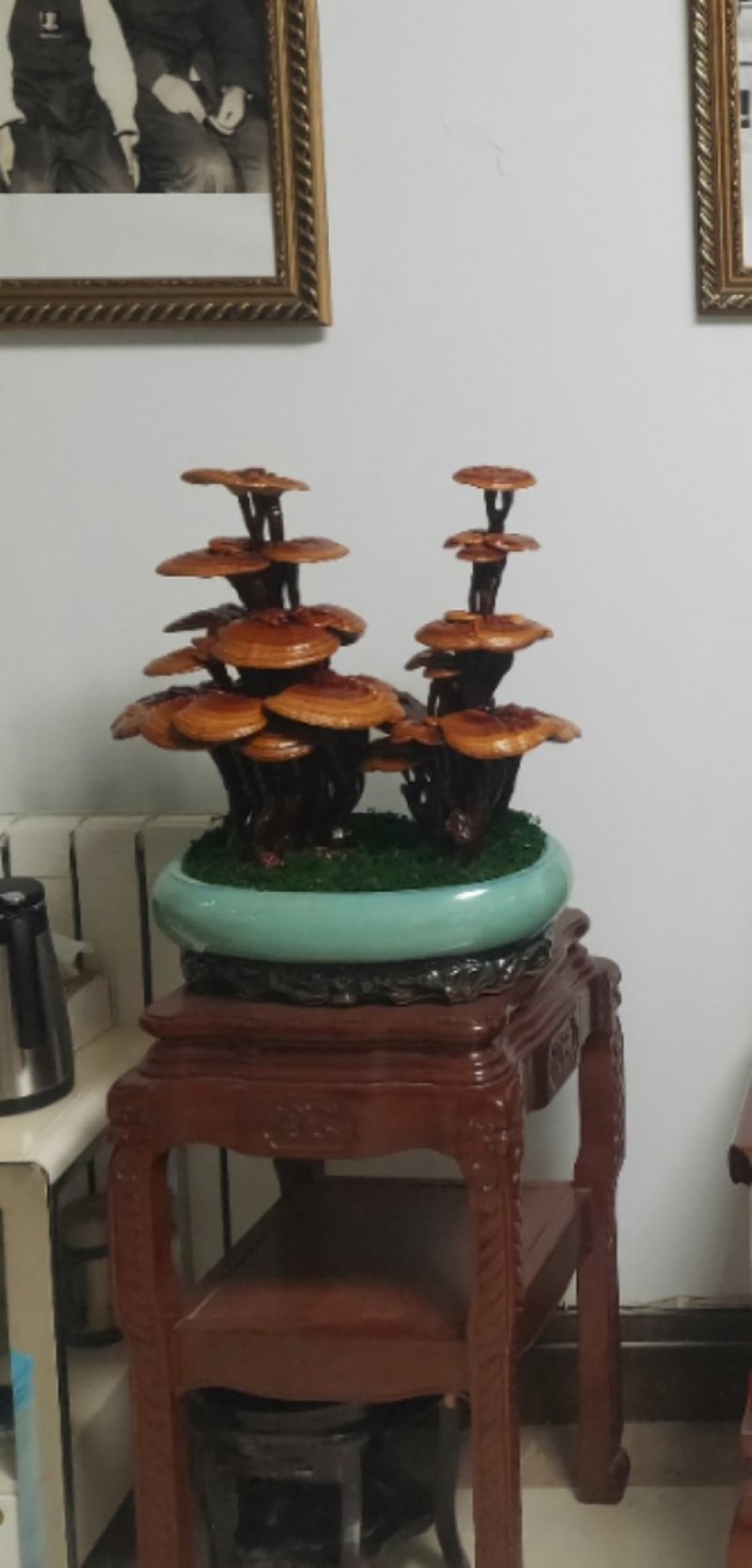 高端工艺品摆件(灵芝盆景)爆款活体灵芝盆景灵芝花生长快