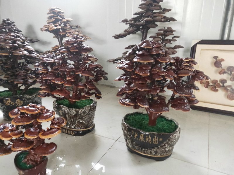 高端工艺品摆件(灵芝盆景)爆款活体灵芝盆景灵芝花生长快