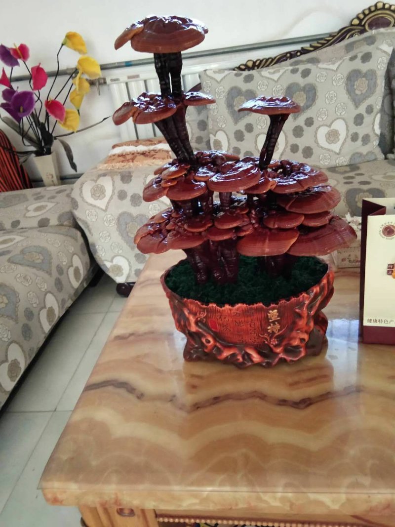高端工艺品摆件(灵芝盆景)爆款活体灵芝盆景灵芝花生长快