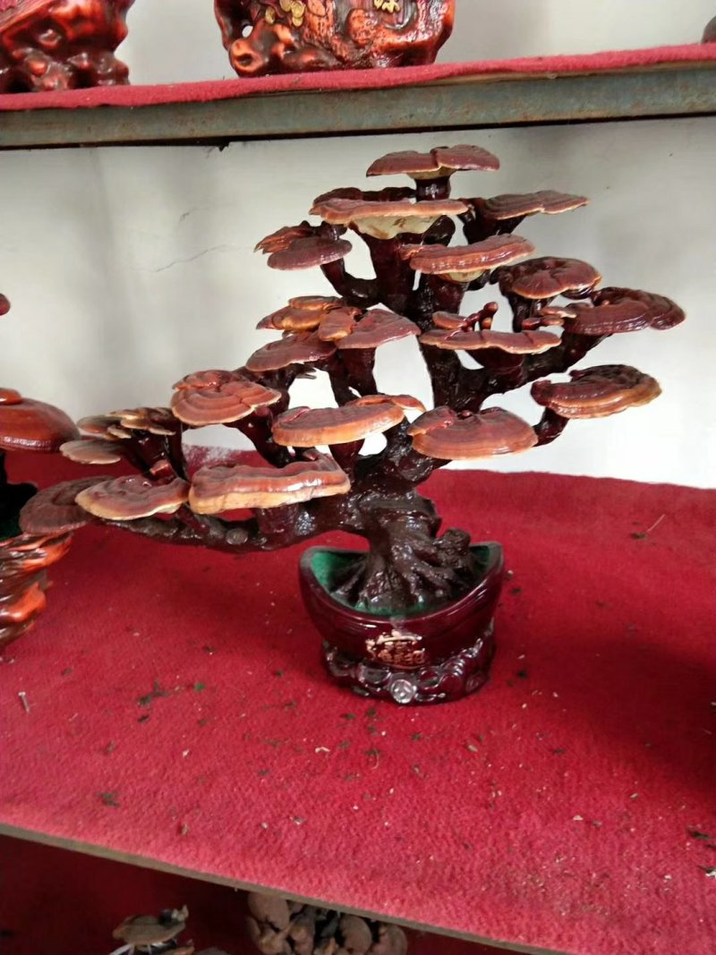 高端工艺品摆件(灵芝盆景)爆款活体灵芝盆景灵芝花生长快