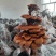 高端工艺品摆件(灵芝盆景)爆款活体灵芝盆景灵芝花生长快