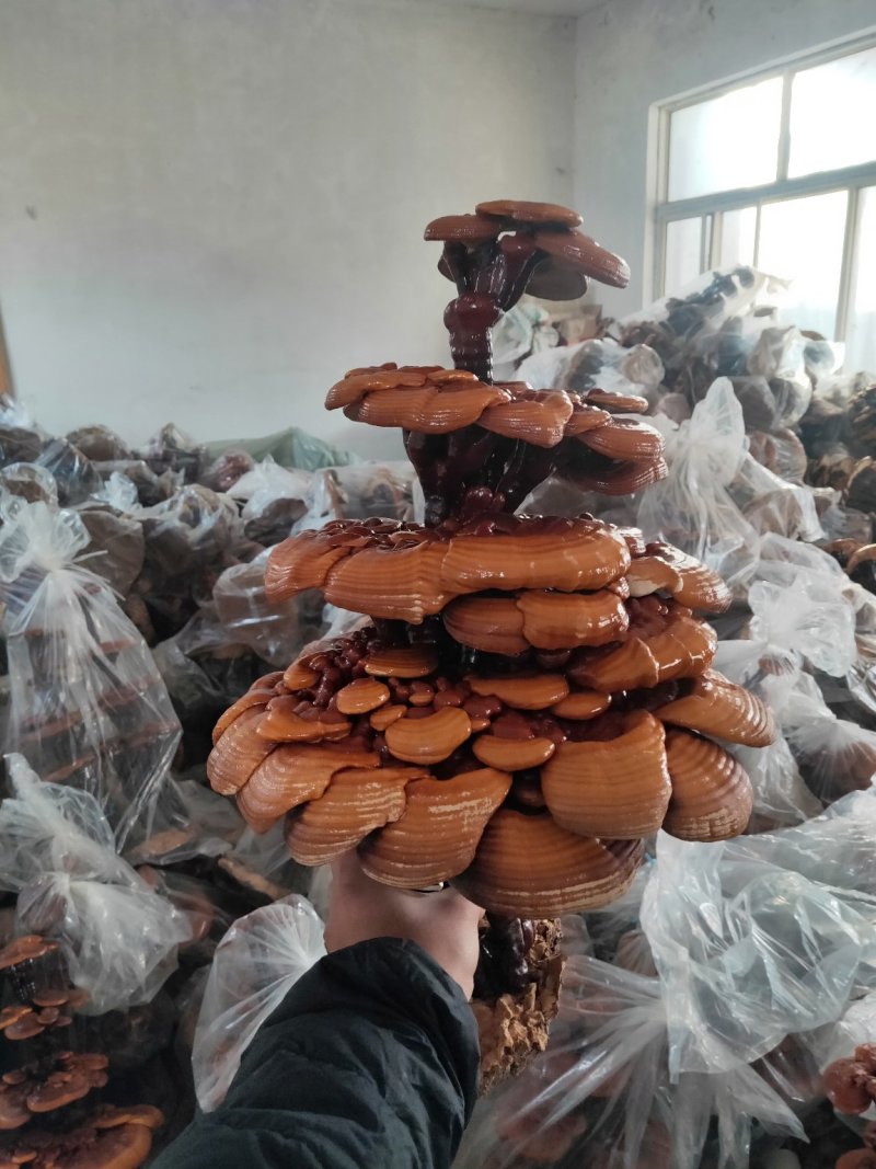 高端工艺品摆件(灵芝盆景)爆款活体灵芝盆景灵芝花生长快