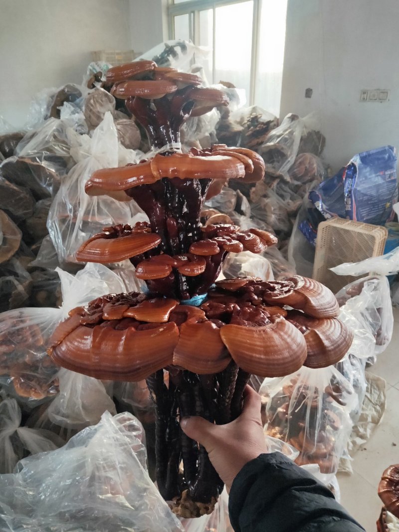高端工艺品摆件(灵芝盆景)爆款活体灵芝盆景灵芝花生长快
