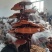 高端工艺品摆件(灵芝盆景)爆款活体灵芝盆景灵芝花生长快