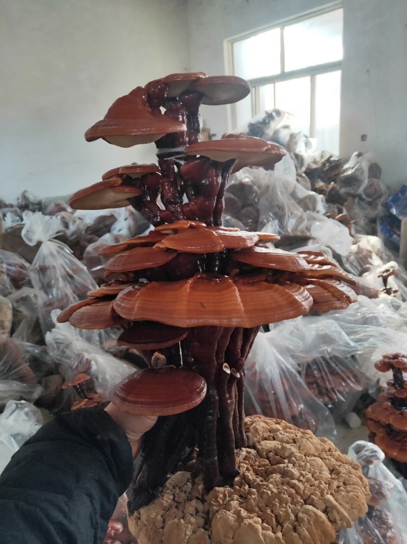 高端工艺品摆件(灵芝盆景)爆款活体灵芝盆景灵芝花生长快