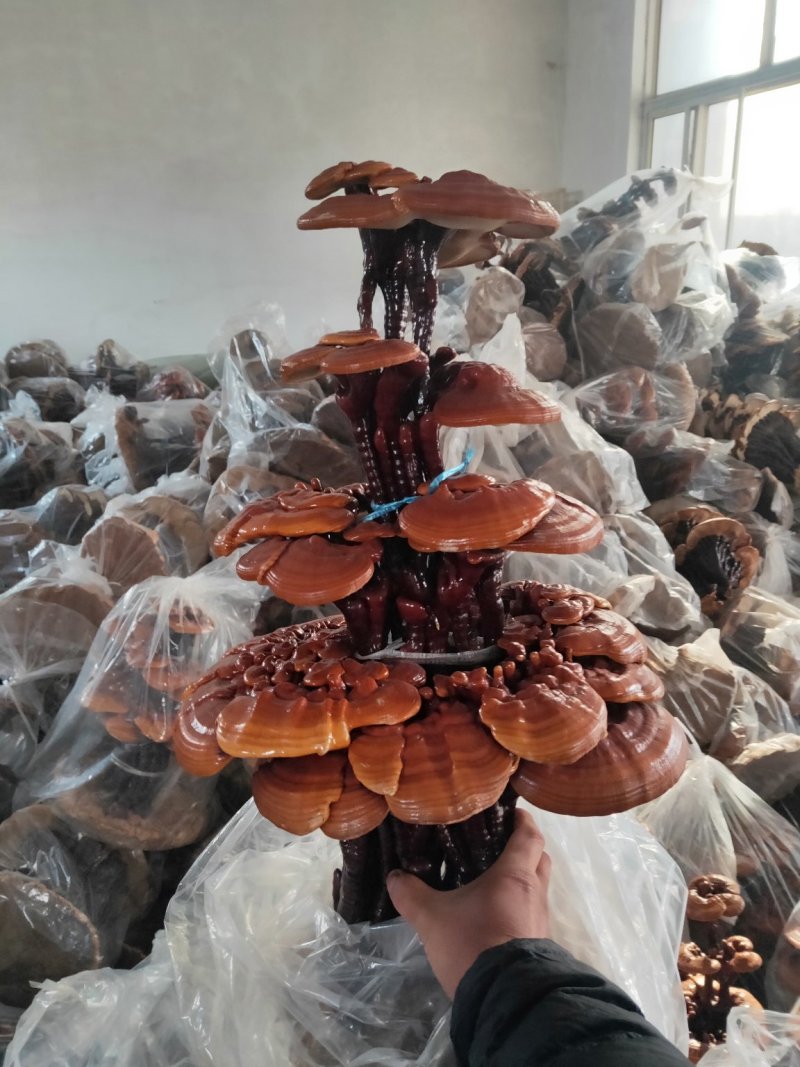 高端工艺品摆件(灵芝盆景)爆款活体灵芝盆景灵芝花生长快