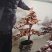 高端工艺品摆件(灵芝盆景)爆款活体灵芝盆景灵芝花生长快