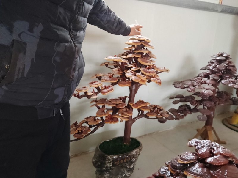 高端工艺品摆件(灵芝盆景)爆款活体灵芝盆景灵芝花生长快
