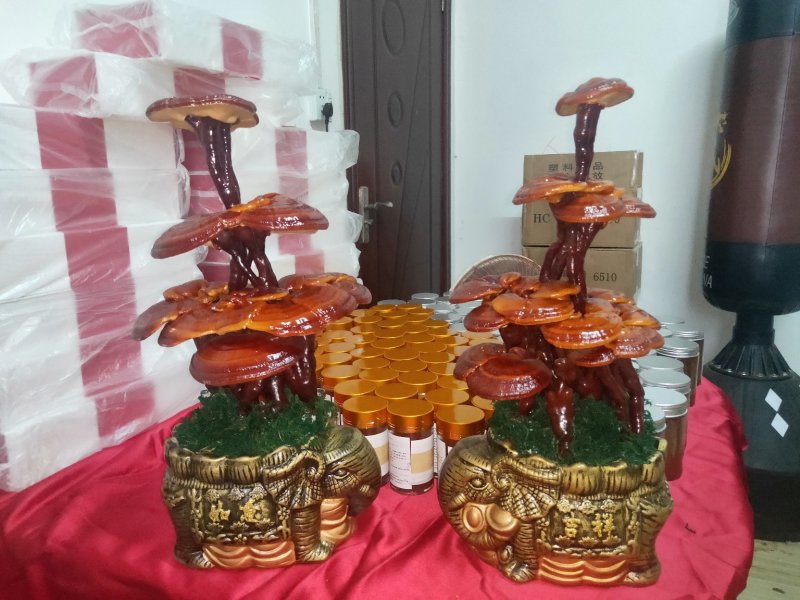 高端工艺品摆件(灵芝盆景)爆款活体灵芝盆景灵芝花生长快