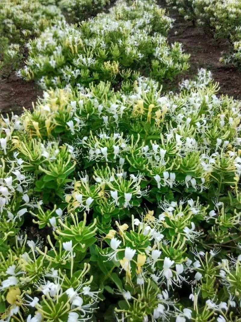 金银花苗现起现发，保证成活率，可以实地看货
