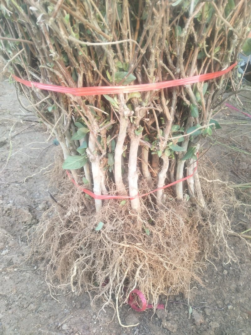 金银花苗现起现发，保证成活率，可以实地看货
