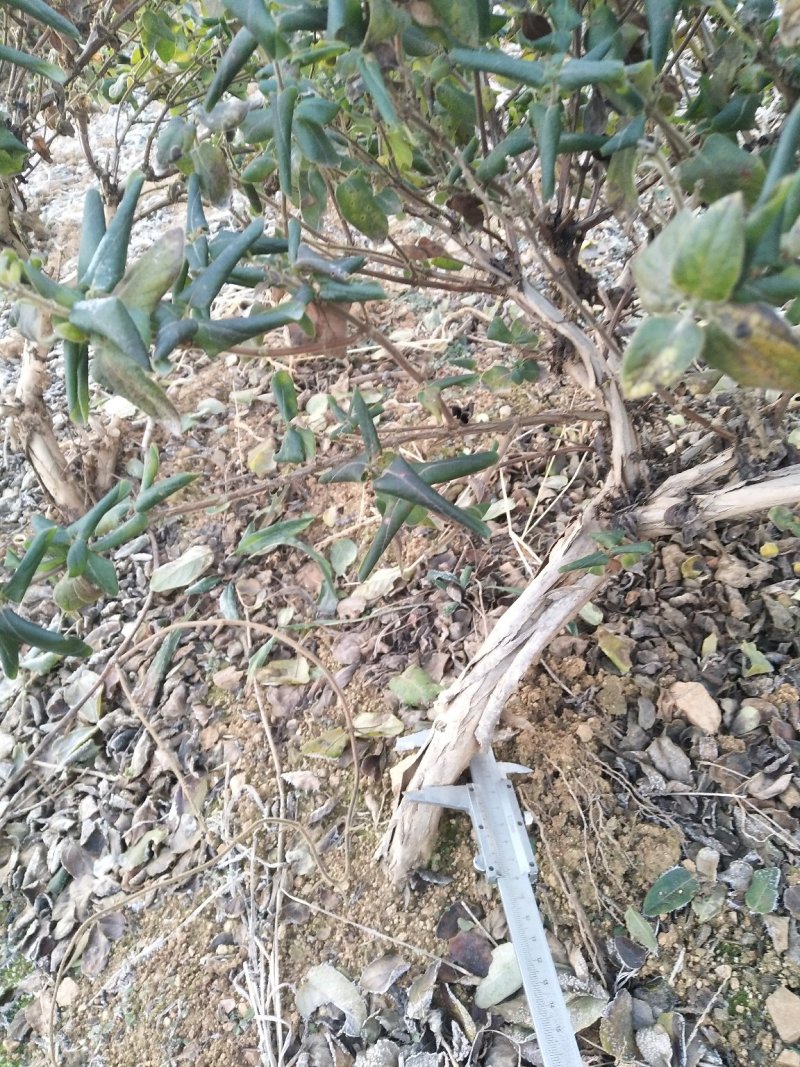 金银花苗现起现发，保证成活率，可以实地看货